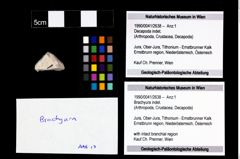 Foto (Objekt + Etikett) von Brachyura indet.  (NHMW-GEO-1990-0041-2638)